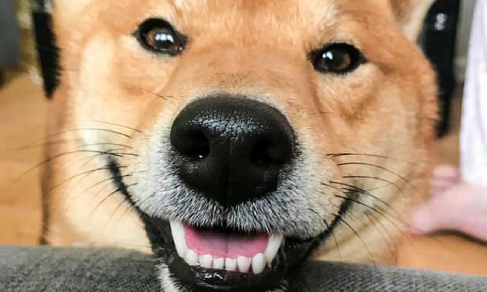 Resultado de imagen de un perro sonriendo